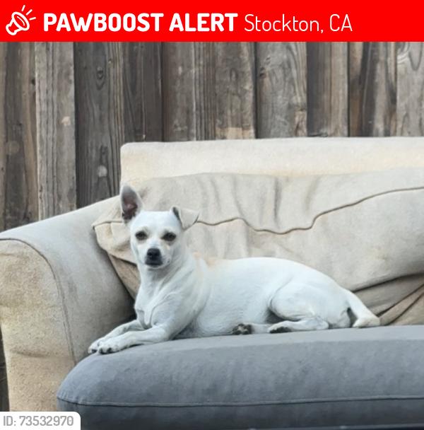 Lost Female Dog last seen West lane, Stockton, CA 95205