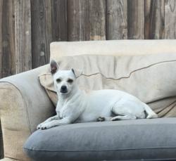 Lost Female Dog last seen West lane, Stockton, CA 95205