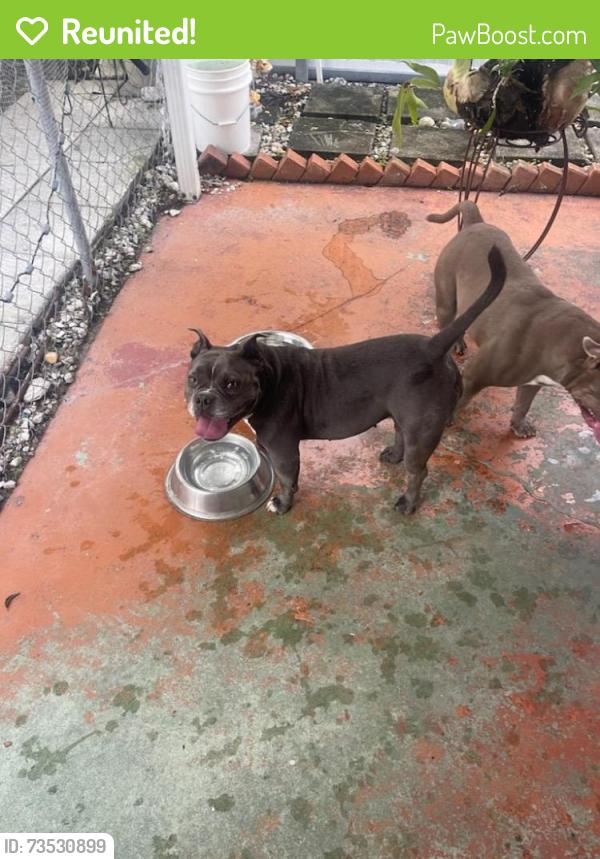 Reunited Female Dog last seen Corner of 33rd st and 4th ave, Hialeah, FL 33012