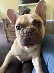 Lost Male Dog last seen Muskegon Street 77032, Houston, TX 77032