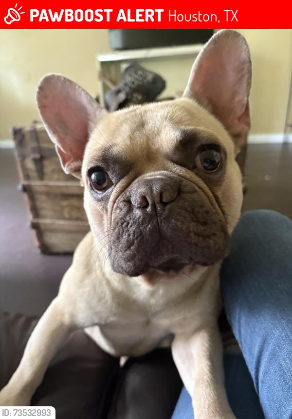 Lost Male Dog last seen Muskegon Street 77032, Houston, TX 77032