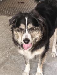 Found/Stray Female Dog last seen Kenneth & Elizabeth Cir, Havelock, NC 28532