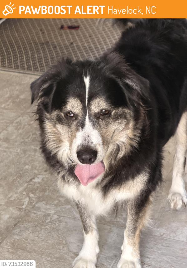 Found/Stray Female Dog last seen Kenneth & Elizabeth Cir, Havelock, NC 28532