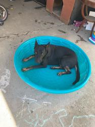 Lost Male Dog last seen Toll Drive and Mooney, Rosemead, CA 91770