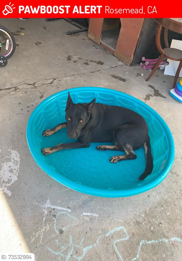 Lost Male Dog last seen Toll Drive and Mooney, Rosemead, CA 91770