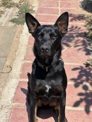 Lost Male Dog last seen Redding st and Del mar Ave, Rosemead, CA 91770