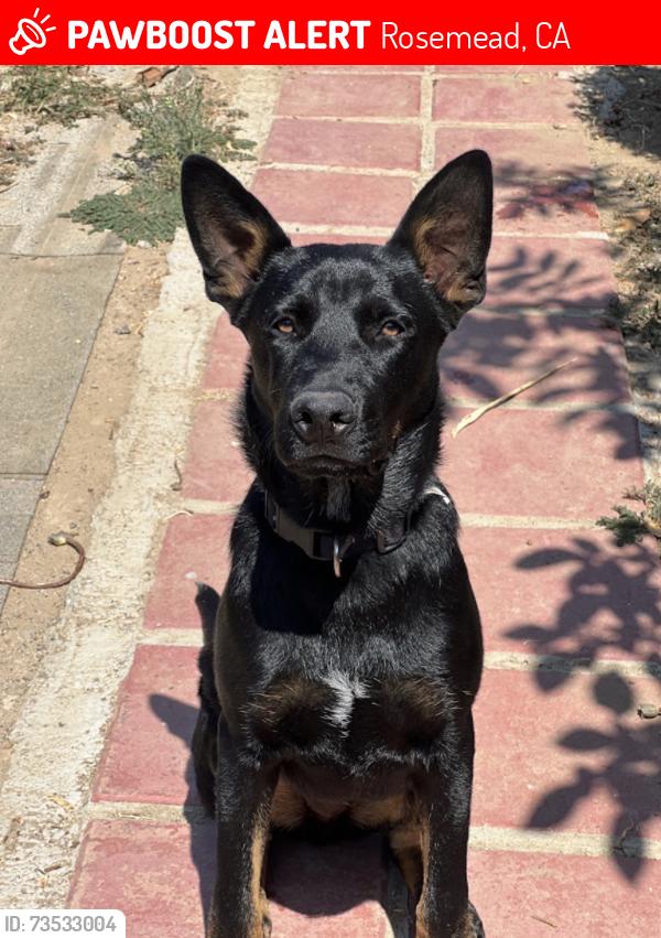 Lost Male Dog last seen Redding st and Del mar Ave, Rosemead, CA 91770