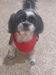 Lost Male Dog last seen Hardwood Rd, Richmond, VA 23224