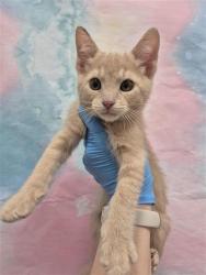 Shelter Stray Male Cat last seen ELK GROVE BLVD / EMERALD VISTA DR, 9150 Union Park Way, Elk Grove, CA 95624, USA