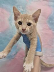 Shelter Stray Female Cat last seen ELK GROVE BLVD / EMERALD VISTA DR, 9150 Union Park Way, Elk Grove, CA 95624, USA
