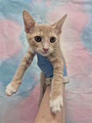Shelter Stray Male Cat last seen ELK GROVE BLVD / EMERALD VISTA DR, 9150 Union Park Way, Elk Grove, CA 95624, USA