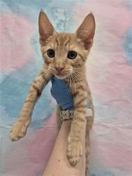 Shelter Stray Male Cat last seen ELK GROVE BLVD / EMERALD VISTA DR, 9150 Union Park Way, Elk Grove, CA 95624, USA