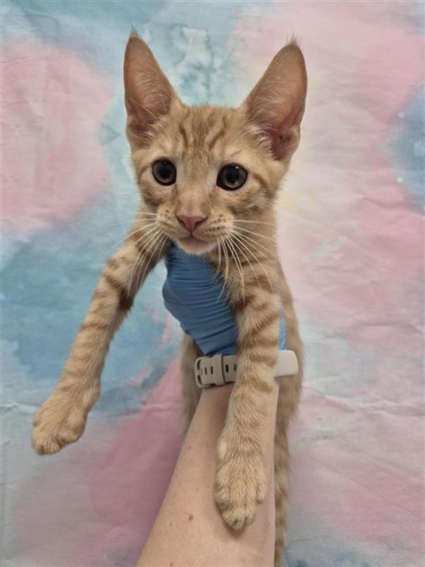 Shelter Stray Male Cat last seen ELK GROVE BLVD / EMERALD VISTA DR, 9150 Union Park Way, Elk Grove, CA 95624, USA