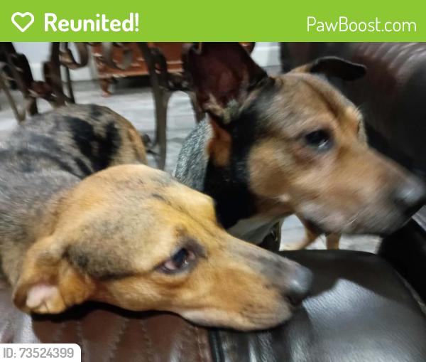 Reunited Male Dog last seen Champions forest & ash valley dr, Memorial Northwest, TX 77379