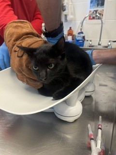 Shelter Stray Female Cat last seen ALAMANCE COUNTY, 221 Stone Quarry Rd, Burlington, NC 27217, USA