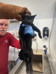 Shelter Stray Male Cat last seen ALAMANCE COUNTY, 221 Stone Quarry Rd, Burlington, NC 27217, USA
