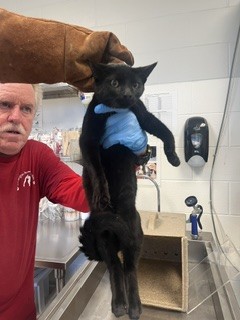 Shelter Stray Male Cat last seen ALAMANCE COUNTY, 221 Stone Quarry Rd, Burlington, NC 27217, USA