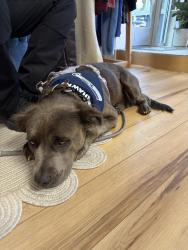 Found/Stray Female Dog last seen Sprague and South Howard, Spokane WA, Spokane, WA 99260