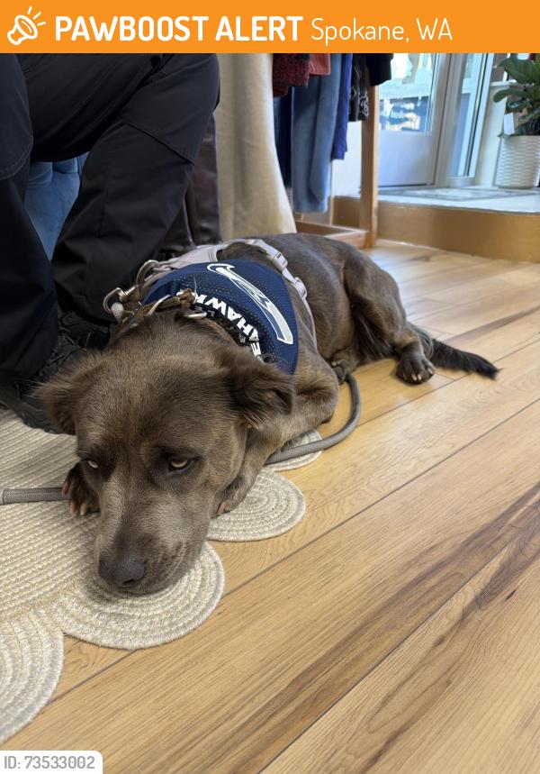 Found/Stray Female Dog last seen Sprague and South Howard, Spokane WA, Spokane, WA 99260