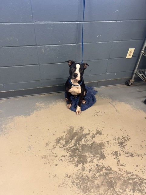 Shelter Stray Male Dog last seen Near BLOCK BICYCLE RD, TALLAHASSEE FL 32304, 1125 Easterwood Dr, Tallahassee, FL 32311, USA