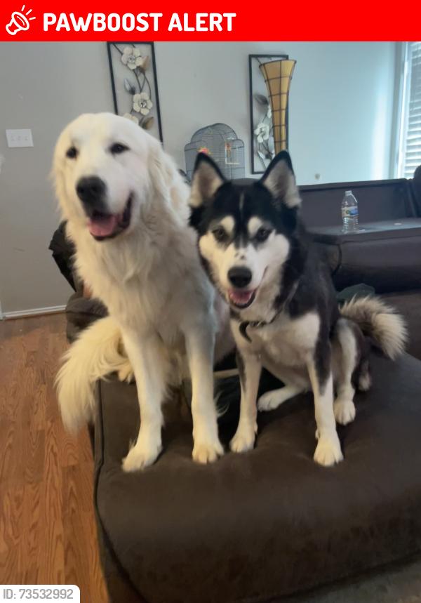 Lost Male Dog last seen Near s college circle, North Richland Hills, TX 76180