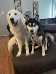 Lost Male Dog last seen Near s college circle, North Richland Hills, TX 76180