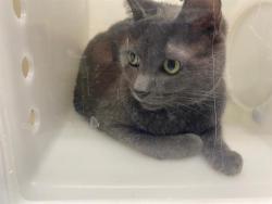 Shelter Stray Female Cat last seen Near BLOCK S 3RD ST, 3839 W Burnham St, West Milwaukee, WI 53215, USA