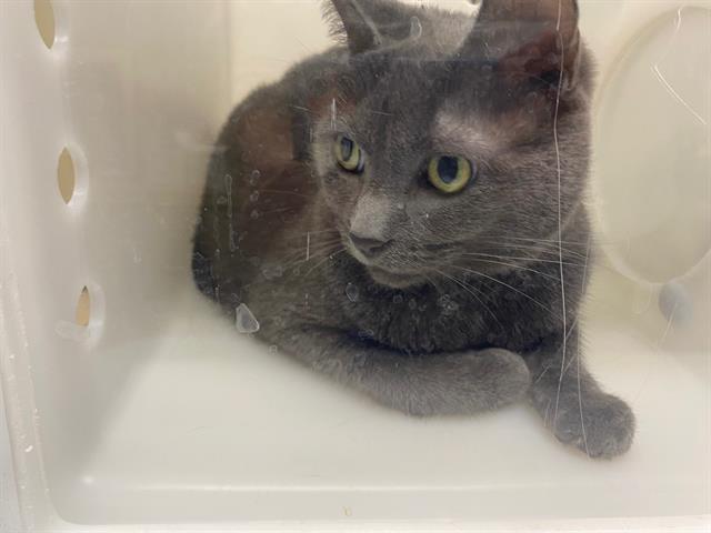 Shelter Stray Female Cat last seen Near BLOCK S 3RD ST, 3839 W Burnham St, West Milwaukee, WI 53215, USA