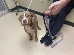Shelter Stray Female Dog last seen Near BLOCK W PARNELL AVE, 3839 W Burnham St, West Milwaukee, WI 53215, USA