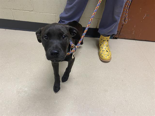 Shelter Stray Female Dog last seen Near BLOCK N PALMER ST, 3839 W Burnham St, West Milwaukee, WI 53215, USA