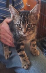 Shelter Stray Male Cat last seen Near BLOCK S SQUIREWOOD DR, WEST VALLEY CITY UT 84120, 4522 W 3500 S, West Valley City, UT 84120, USA