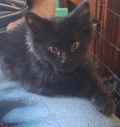Shelter Stray Male Cat last seen Near BLOCK S SQUIREWOOD DR, WEST VALLEY CITY UT 84120, 4522 W 3500 S, West Valley City, UT 84120, USA
