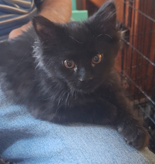 Shelter Stray Male Cat last seen Near BLOCK S SQUIREWOOD DR, WEST VALLEY CITY UT 84120, 4522 W 3500 S, West Valley City, UT 84120, USA