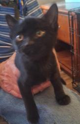 Shelter Stray Female Cat last seen Near BLOCK S SQUIREWOOD DR, WEST VALLEY CITY UT 84120, 4522 W 3500 S, West Valley City, UT 84120, USA