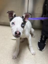 Shelter Stray Male Dog last seen Near BLOCK POLK ST, RIVERSIDE, CA 92505, 6851 Van Buren Boulevard, Jurupa Valley, CA 92509, USA