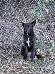 Found/Stray Female Dog last seen Lawton and Olive Rd, Pensacola, FL 32504