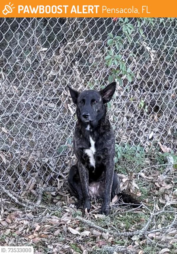 Found/Stray Female Dog last seen Lawton and Olive Rd, Pensacola, FL 32504