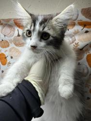 Shelter Stray Male Cat last seen Near BLOCK GLENBROOK ST, RIVERSIDE CA 92503, 6851 Van Buren Boulevard, Jurupa Valley, CA 92509, USA
