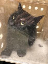 Shelter Stray Unknown Cat last seen Near BLOCK W 3830 S, WEST VALLEY CITY UT 84128, 4522 W 3500 S, West Valley City, UT 84120, USA