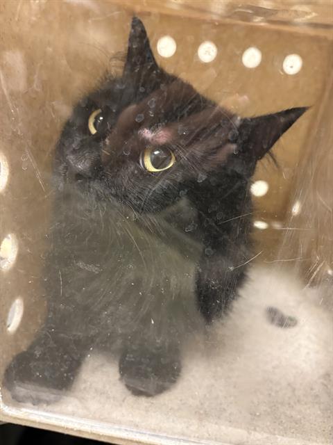 Shelter Stray Unknown Cat last seen Near BLOCK W 3830 S, WEST VALLEY CITY UT 84128, 4522 W 3500 S, West Valley City, UT 84120, USA