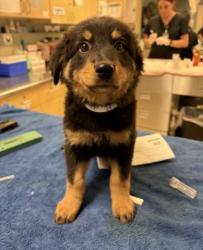 Shelter Stray Unknown Dog last seen Near BLOCK EILEEN ST, RIVERSIDE CA, 6851 Van Buren Boulevard, Jurupa Valley, CA 92509, USA