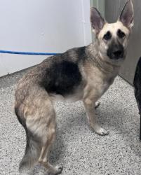 Shelter Stray Female Dog last seen Near BLOCK E JEFFERSON AVE, DETROIT MI 48214, 1431 E Ferry St, Detroit, MI 48211, USA