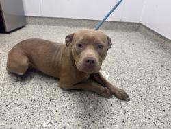 Shelter Stray Female Dog last seen Near BLOCK COURVILLE ST, DETROIT, MI 48224, 1431 E Ferry St, Detroit, MI 48211, USA