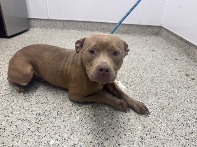 Shelter Stray Female Dog last seen Near BLOCK COURVILLE ST, DETROIT, MI 48224, 1431 E Ferry St, Detroit, MI 48211, USA