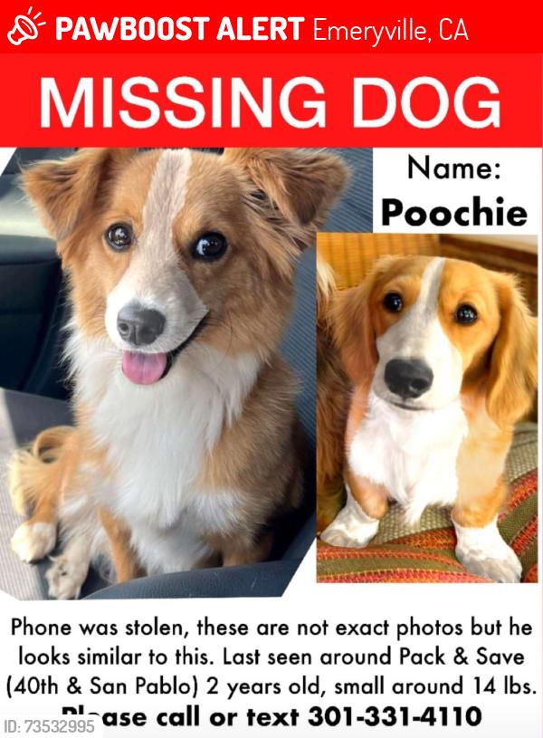 Lost Male Dog last seen 40th & San Pablo ave, Emeryville CA, Emeryville, CA 94608