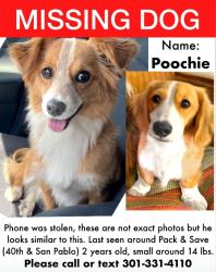 Lost Male Dog last seen 40th & San Pablo ave, Emeryville CA, Emeryville, CA 94608