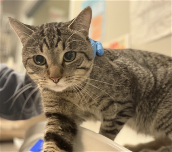 Shelter Stray Male Cat last seen Near BLOCK N YALE ST, HEMET CA 92544, 581 S Grand Ave, San Jacinto, CA 92582, USA
