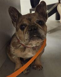 Shelter Stray Female Dog last seen Near BLOCK S SAN JACINTO AVE, SAN JACINTO, CA, 581 S Grand Ave, San Jacinto, CA 92582, USA