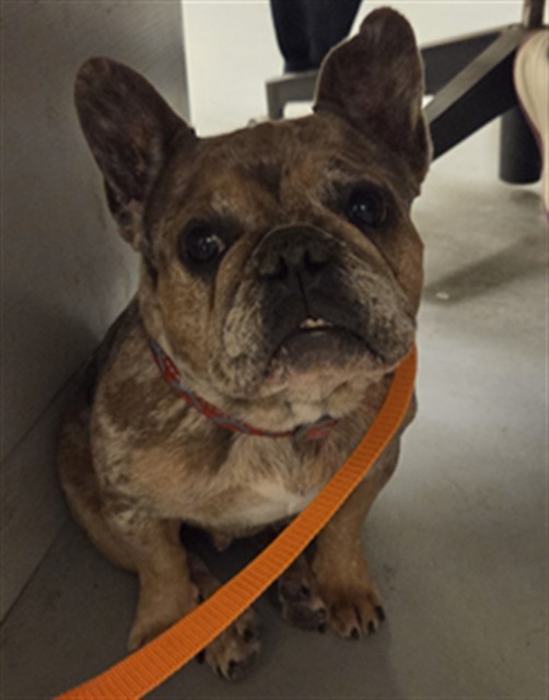 Shelter Stray Female Dog last seen Near BLOCK S SAN JACINTO AVE, SAN JACINTO, CA, 581 S Grand Ave, San Jacinto, CA 92582, USA