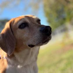 Shelter Stray Male Dog last seen CHARLOTTE, 8315 Byrum Dr, Charlotte, NC 28217, USA